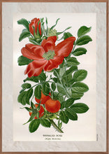 Indlæs billede til gallerivisning Plakat med gammel hånddekoreret tegning af en hyben busk