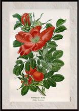 Indlæs billede til gallerivisning Plakat med gammel hånddekoreret tegning af en hyben busk