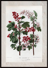 Indlæs billede til gallerivisning Plakat med gammel hånddekoreret tegning af en rips busk