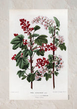 Indlæs billede til gallerivisning Plakat med gammel hånddekoreret tegning af en rips busk