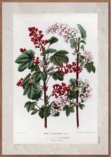 Indlæs billede til gallerivisning Plakat med gammel hånddekoreret tegning af en rips busk