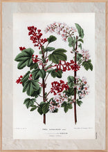 Indlæs billede til gallerivisning Plakat med gammel hånddekoreret tegning af en rips busk