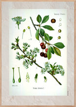 Indlæs billede til gallerivisning Plakat med gammel hånddekoreret tegning af en mirabelle busk