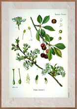 Indlæs billede til gallerivisning Plakat med gammel hånddekoreret tegning af en mirabelle busk