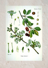 Indlæs billede til gallerivisning Plakat med gammel hånddekoreret tegning af en mirabelle busk