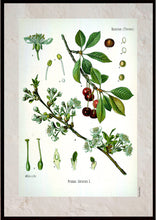 Indlæs billede til gallerivisning Plakat med gammel hånddekoreret tegning af en mirabelle busk