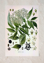 Indlæs billede til gallerivisning Plakat med gammel hånddekoreret tegning af en hyldebærbusk