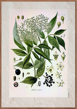 Indlæs billede til gallerivisning Plakat med gammel hånddekoreret tegning af en hyldebærbusk