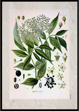 Indlæs billede til gallerivisning Plakat med gammel hånddekoreret tegning af en hyldebærbusk