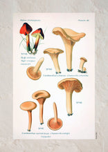Indlæs billede til gallerivisning Plakat med gammel hånddekoreret tegning af kantareller