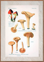 Indlæs billede til gallerivisning Plakat med gammel hånddekoreret tegning af kantareller