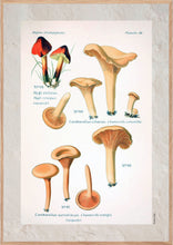 Indlæs billede til gallerivisning Plakat med gammel hånddekoreret tegning af kantareller