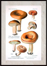 Indlæs billede til gallerivisning Plakat med gammel hånddekoreret tegning af rynket mælkehat