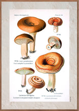 Indlæs billede til gallerivisning Plakat med gammel hånddekoreret tegning af rynket mælkehat