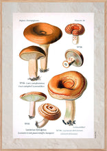 Indlæs billede til gallerivisning Plakat med gammel hånddekoreret tegning af rynket mælkehat