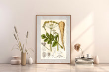 Indlæs billede til gallerivisning Plakat med gammel hånddekoreret tegning af en pastinak
