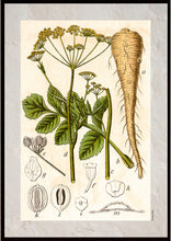 Indlæs billede til gallerivisning Plakat med gammel hånddekoreret tegning af en pastinak