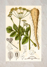 Indlæs billede til gallerivisning Plakat med gammel hånddekoreret tegning af en pastinak