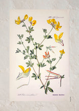 Indlæs billede til gallerivisning Plakat med gammel hånddekoreret tegning af en kællingetand