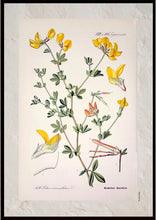 Indlæs billede til gallerivisning Plakat med gammel hånddekoreret tegning af en kællingetand