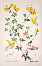 Indlæs billede til gallerivisning Plakat med gammel hånddekoreret tegning af en kællingetand