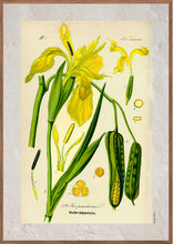 Indlæs billede til gallerivisning Plakat med gammel hånddekoreret tegning af en gul iris
