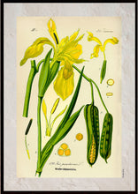 Indlæs billede til gallerivisning Plakat med gammel hånddekoreret tegning af en gul iris