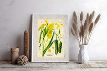 Indlæs billede til gallerivisning Plakat med gammel hånddekoreret tegning af en gul iris