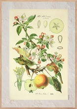 Indlæs billede til gallerivisning Plakat med gammel hånddekoreret tegning af et æbletræ