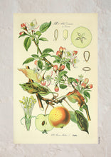 Indlæs billede til gallerivisning Plakat med gammel hånddekoreret tegning af et æbletræ
