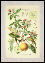 Indlæs billede til gallerivisning Plakat med gammel hånddekoreret tegning af et æbletræ