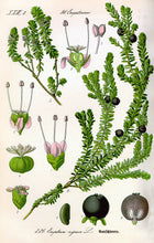 Indlæs billede til gallerivisning Plakat med gammel hånddekoreret tegning af en sortebær busk