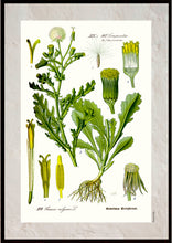 Indlæs billede til gallerivisning Plakat med gammel hånddekoreret tegning af brandbæger