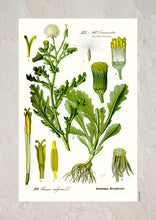 Indlæs billede til gallerivisning Plakat med gammel hånddekoreret tegning af brandbæger