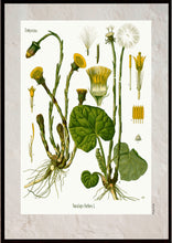 Indlæs billede til gallerivisning Plakat med gammel hånddekoreret tegning af en Smørblomst