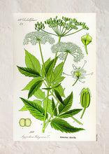 Indlæs billede til gallerivisning Plakat med gammel hånddekoreret tegning af skvalderkål