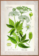 Indlæs billede til gallerivisning Plakat med gammel hånddekoreret tegning af skvalderkål