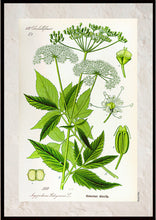 Indlæs billede til gallerivisning Plakat med gammel hånddekoreret tegning af skvalderkål