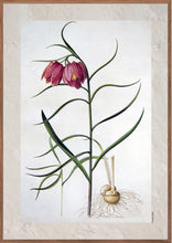 Indlæs billede til gallerivisning Plakat med gammel hånddekoreret tegning af vibeæg