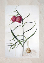 Indlæs billede til gallerivisning Plakat med gammel hånddekoreret tegning af vibeæg
