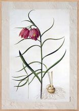 Indlæs billede til gallerivisning Plakat med gammel hånddekoreret tegning af vibeæg