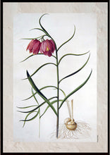 Indlæs billede til gallerivisning Plakat med gammel hånddekoreret tegning af vibeæg