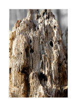 Indlæs billede til gallerivisning Plakat med forvitret træstub med et fantasi væsen