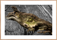 Indlæs billede til gallerivisning Plakat med forvitret træstamme