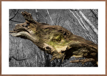 Indlæs billede til gallerivisning Plakat med forvitret træstamme