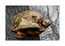 Indlæs billede til gallerivisning Plakat med fyrsvamp på en gammel bøgestamme der danner et fantasi væsen