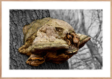 Indlæs billede til gallerivisning Plakat med fyrsvamp på en gammel bøgestamme der danner et fantasi væsen