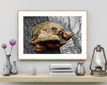 Indlæs billede til gallerivisning Plakat med fyrsvamp på en gammel bøgestamme der danner et fantasi væsen