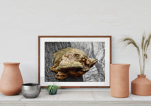 Indlæs billede til gallerivisning Plakat med fyrsvamp på en gammel bøgestamme der danner et fantasi væsen