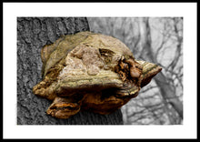 Indlæs billede til gallerivisning Plakat med fyrsvamp på en gammel bøgestamme der danner et fantasi væsen